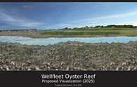 Wellfleet Oysters