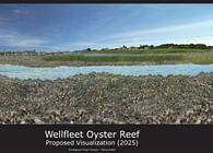 Wellfleet Oysters