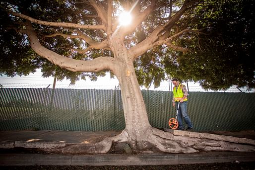 LA has a love-hate relationship with its countless ficus benjamina trees. (Image via hdrinc.com)