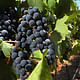Cabernet grapes grow on the vine at the Orfila winery in Escondido. (Photo: HAYNE PALMOUR IV)