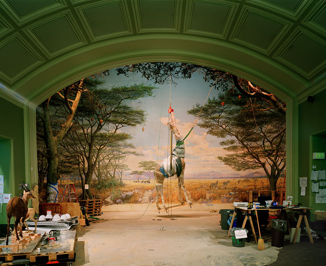Richard Barnes, Giraffe, Academy of Science, San Francisco, 2005