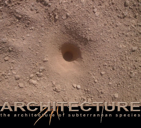 Architecture of subterranean species by J F Bautista