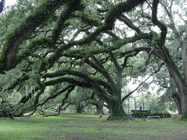 City Park in New Orleans once had three 18-hole golf courses that were damaged by Hurricane Katrina. Credit: Wikipedia