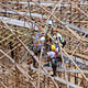 SMALL PROJECT OF THE YEAR: ZCB Bamboo Pavilion by The Chinese University of Hong Kong School of Architecture