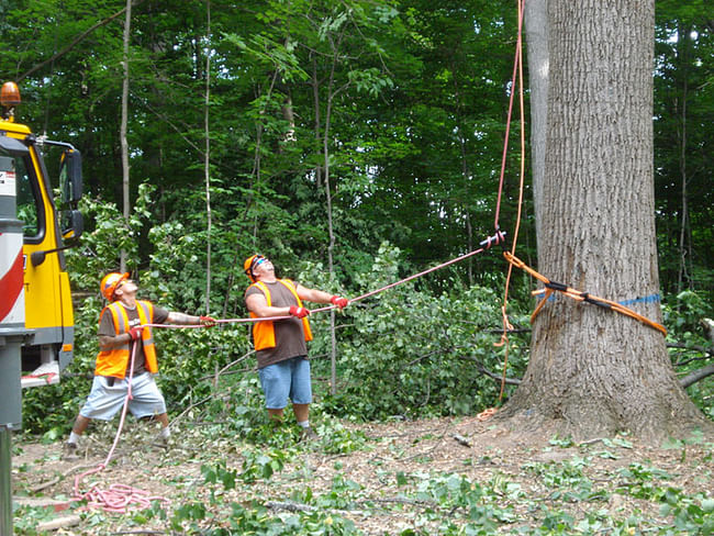 The selected tulip poplar tree was located in a stand of trees sold as timber outside Lapel, Indiana. A crane supported the top of the tree as the loggers rigged the bottom. Courtesy Visiondivision.