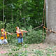 The selected tulip poplar tree was located in a stand of trees sold as timber outside Lapel, Indiana. A crane supported the top of the tree as the loggers rigged the bottom. Courtesy Visiondivision.