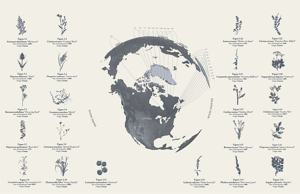 Selection of Invasive Plant Species