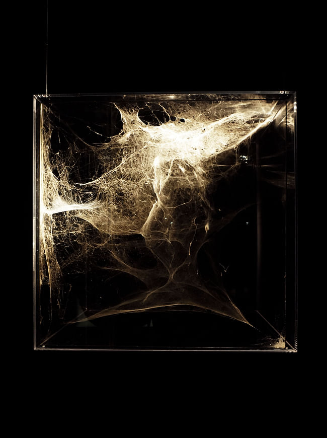 Spider Architecture, Tomas Saraceno via Jessica A.S. Letaw