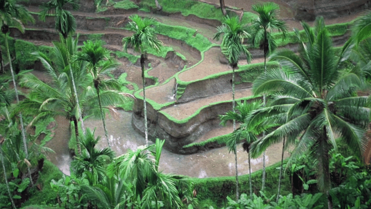 Screenshot from 'Design Concepts for Bali World Heritage', focusing on the Subak landscape. Image via studiorede.com.