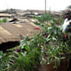 Garden-in-a-Sack: Solidarités International. Funders: European Union and Agence Française de Développement. Kibera, Mathare, Kiambiu, and Mukuru Lunga-Lunga informal settlements, Nairobi, Kenya, 2008-present. Photo: © Solidarités International 