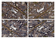 Axonometric Volume Photomontages