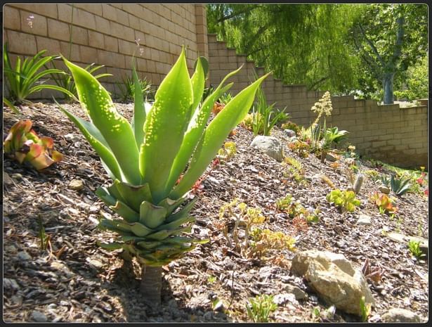 600 sq. ft. Cactus Garden on Slope