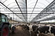 Buildings in Use: Vrijloopstal Hartman Cattle Stable by Architectenbureau K2. Photo by Sonia Mangipane.
