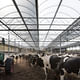 Buildings in Use: Vrijloopstal Hartman Cattle Stable by Architectenbureau K2. Photo by Sonia Mangipane.