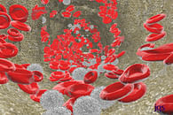 Red and White Blood Cells