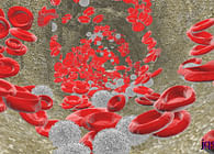 Red and White Blood Cells