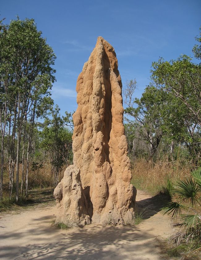 A towering termite cathedral. Credit: WikiCommons