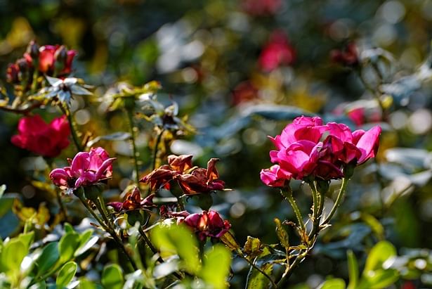 Knock Out Roses in profusion
