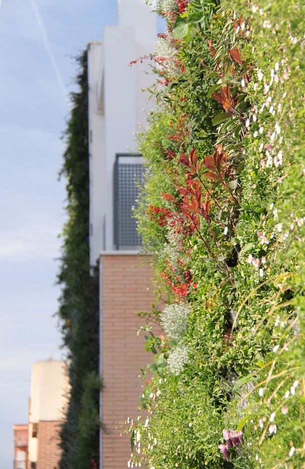 Vertical garden. Paterna.