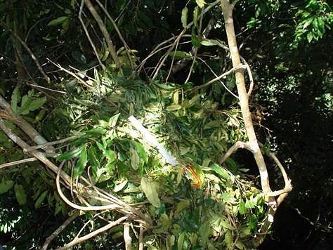 An intricately woven orangutan-nest. Credit: http://www.earthintransition.org