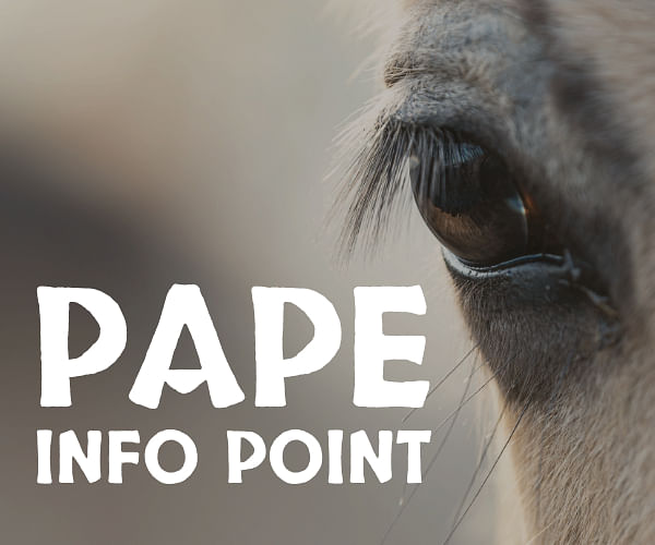 Pape Info Point