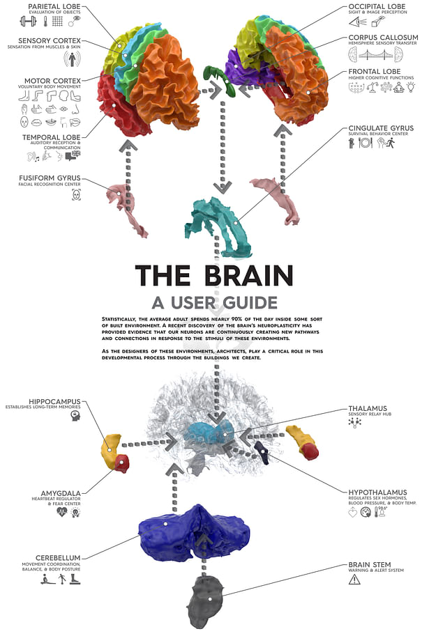 Brain Axon Diagram