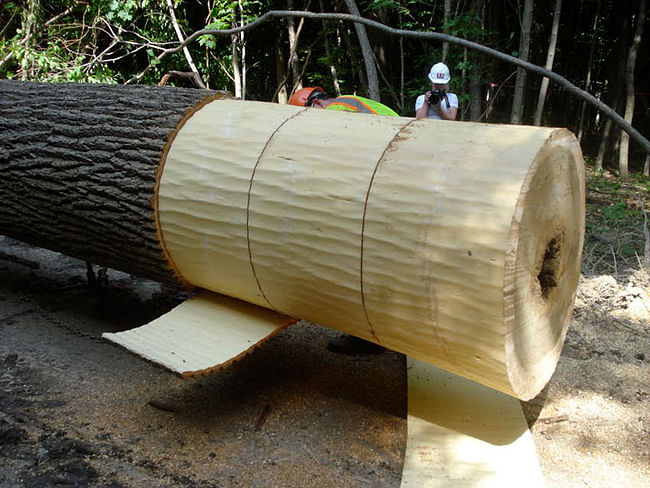 The tree was harvested and de-barked in late spring, when its sap was so wet that the bark, once scored, slides off like a peel. The bark was cut, stacked, and air-dried to make the shingles that now cover the concession stand kiosk. Courtesy Visiondivision.