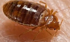 Eek! Bed bugs have developed a resistance to the most common insecticide