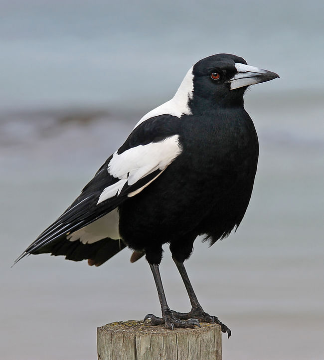 An Australian magpie (image via Wikipedia).