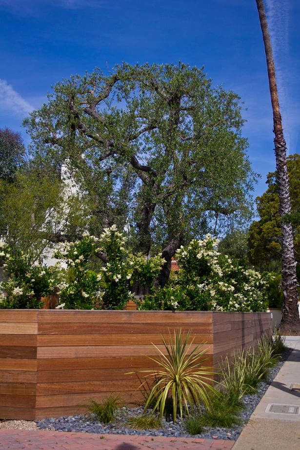 Santa Monica | Drought Tolerant Landscape Architecture