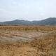 Saline water infested rice field