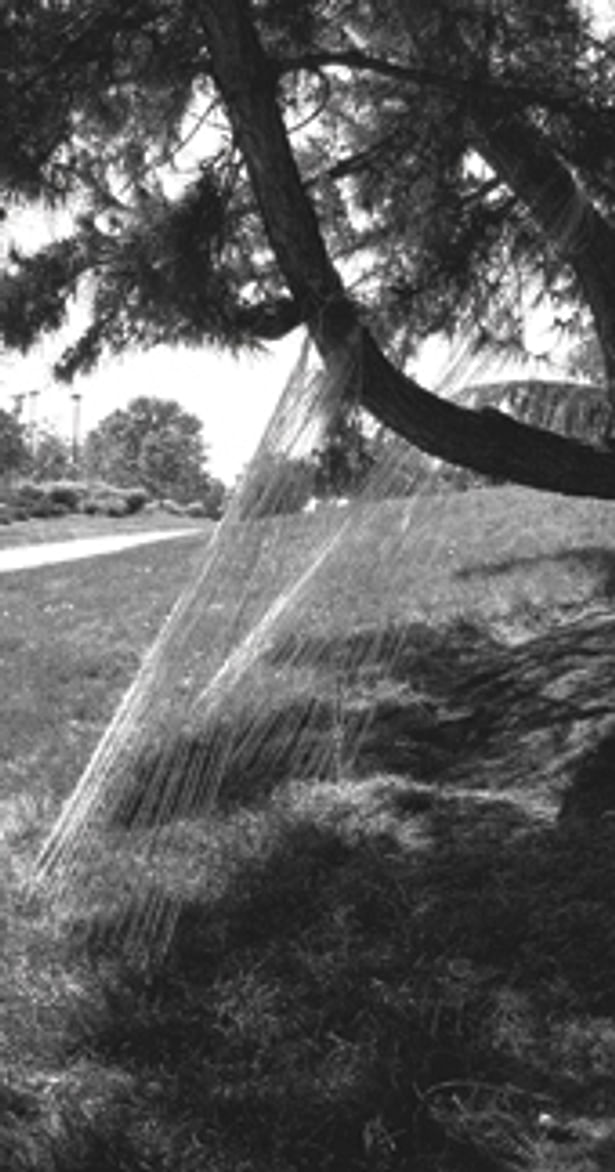 Tree Sculpture I_ Installation