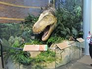 Display of Brian Cooley's Feathered T-Rex Head