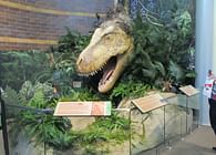 Display of Brian Cooley's Feathered T-Rex Head