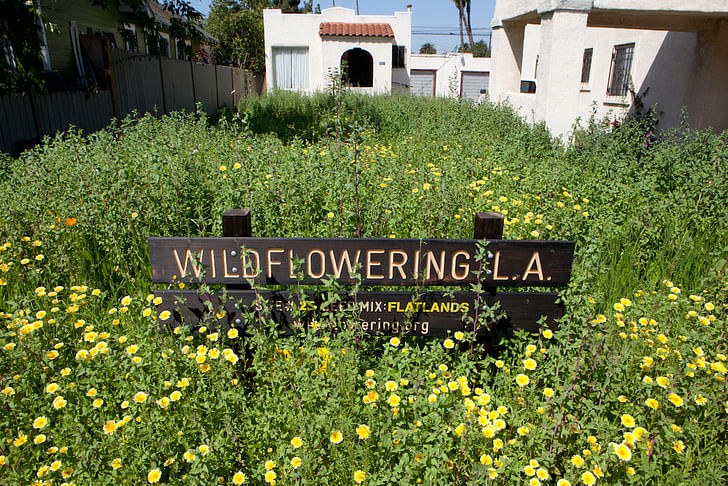 One of the sites of Fritz Haeg's 'Wildflowering LA' in bloom. Credit: LAND