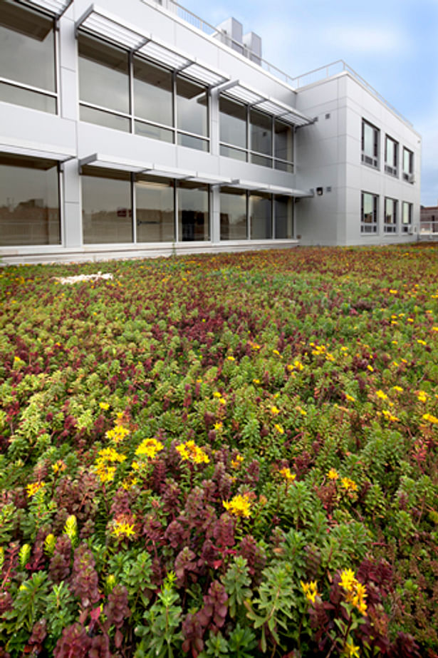 view of 7th floor green roof, Photo: Sergio Gomez