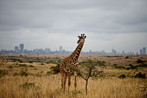 Photo 1: A giraffe against the skyline of Nairobi in Nairobi National Park © James Morgan WWF US