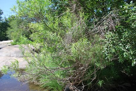 Ecological restoration at private property in Three Rivers, CA.