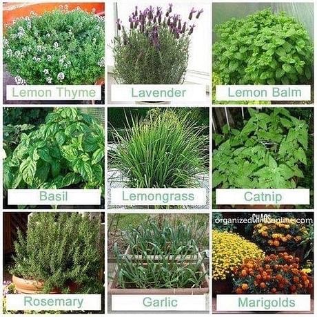 Herb Garden Creation