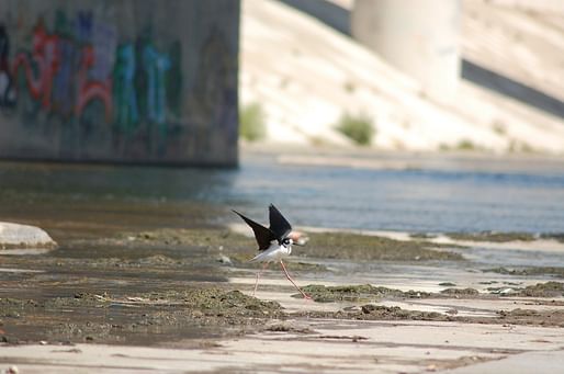 A shorebird on a stretch of the LA River encased in concrete. Photo via kcet.org.