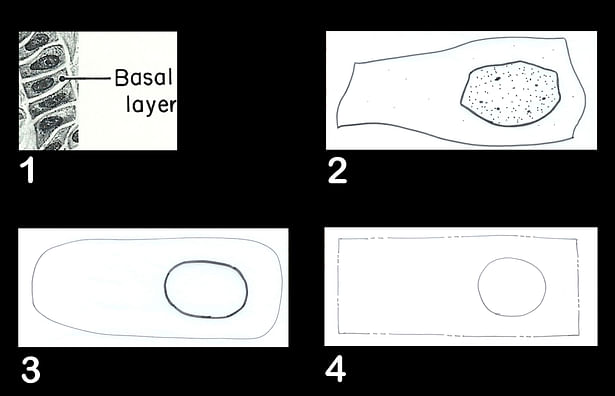 1-Basal Layer, 2-single Basal Cell, 3-transformation, 4-property boundary association. The bubble would indicate where the building structure would like to be.
