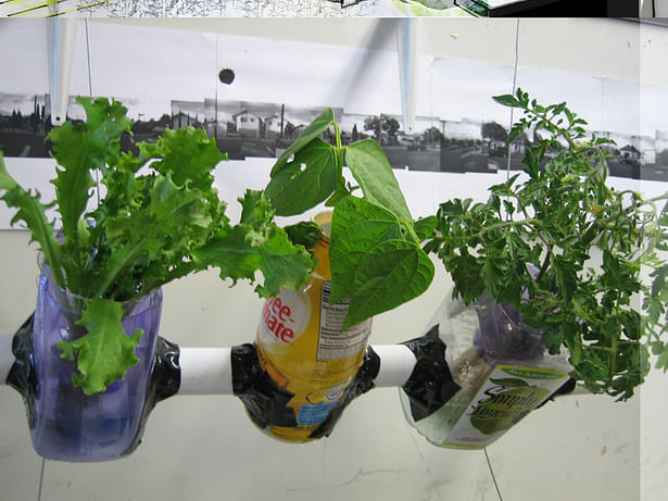 hydroponics!