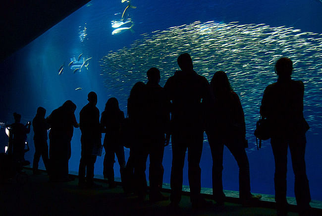 Open Sea exhibit at the Monterey Bay Aquarium. Photo by Cam Vilay.