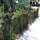 Ocotillo fence