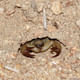 A scorpion warming up in its foyer. Credit: WikiCommons