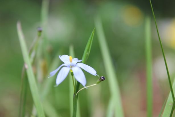 Blue Eyed Grass in Bloom