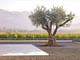 Walden Studios by Andrea Cochran Landscape Architecture. Photo by Marion Brenner. Courtesy of Andrea Cochran Landscape Architecture.