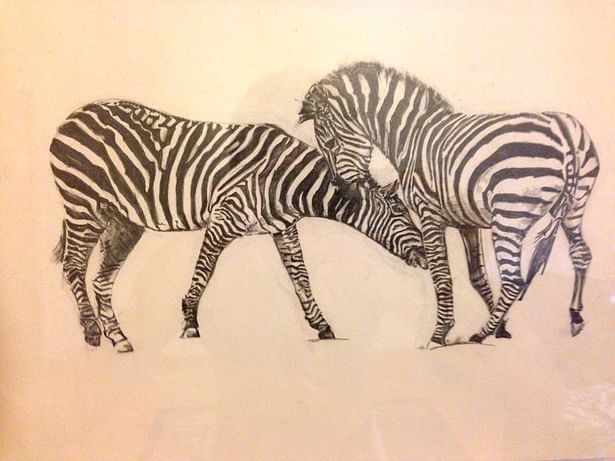 Zebras, 2012