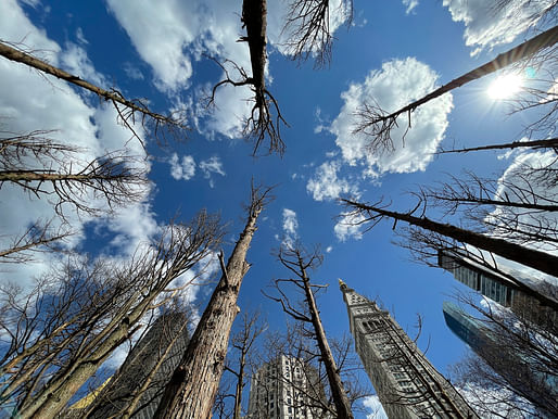 A view from Lin's 2021 Ghost Forest installation at Madison Square Park, New York. Photo: James C. Ewart, courtesy Maya Lin Studio.