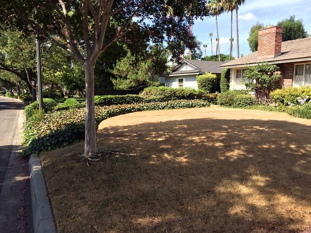 Before- Front yard with Crape Myrtle 7/18/2014.
